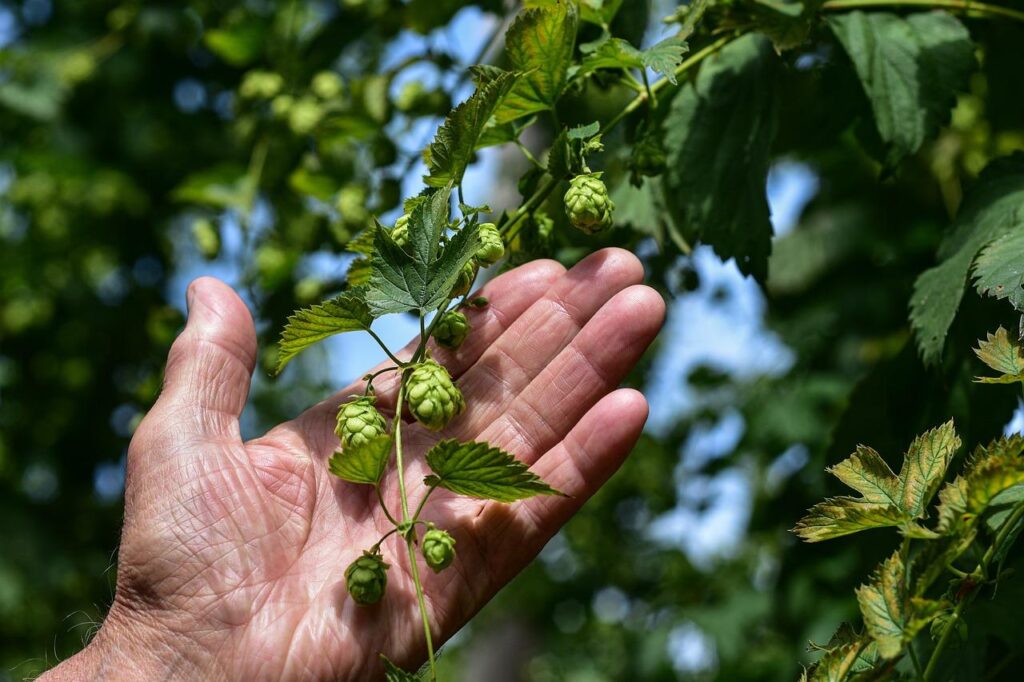 hop-in-hand