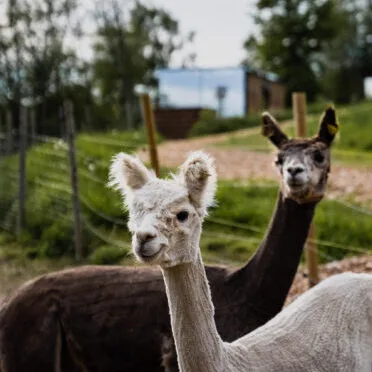 Sjarmerende gårdsdyr